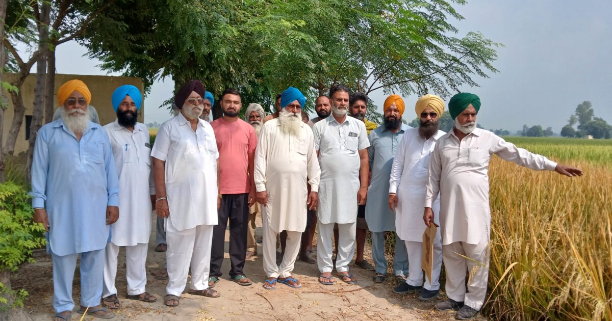 ਪੁੱਤਾਂ ਵਾਂਗ ਪਾਲੀ ਝੋਨੇ ਦੀ ਫਸਲ ’ਤੇ ਰਾਤੋ-ਰਾਤ ਸ਼ਰਾਰਤੀ ਅਨਸਰਾਂ ਨੇ ਕੀਤੀ ਰਾਊਂਡਅਪ ਸਪਰੇਅ, ਚਾਰ ਏਕੜ ਫਸਲ ਤਬਾਹ